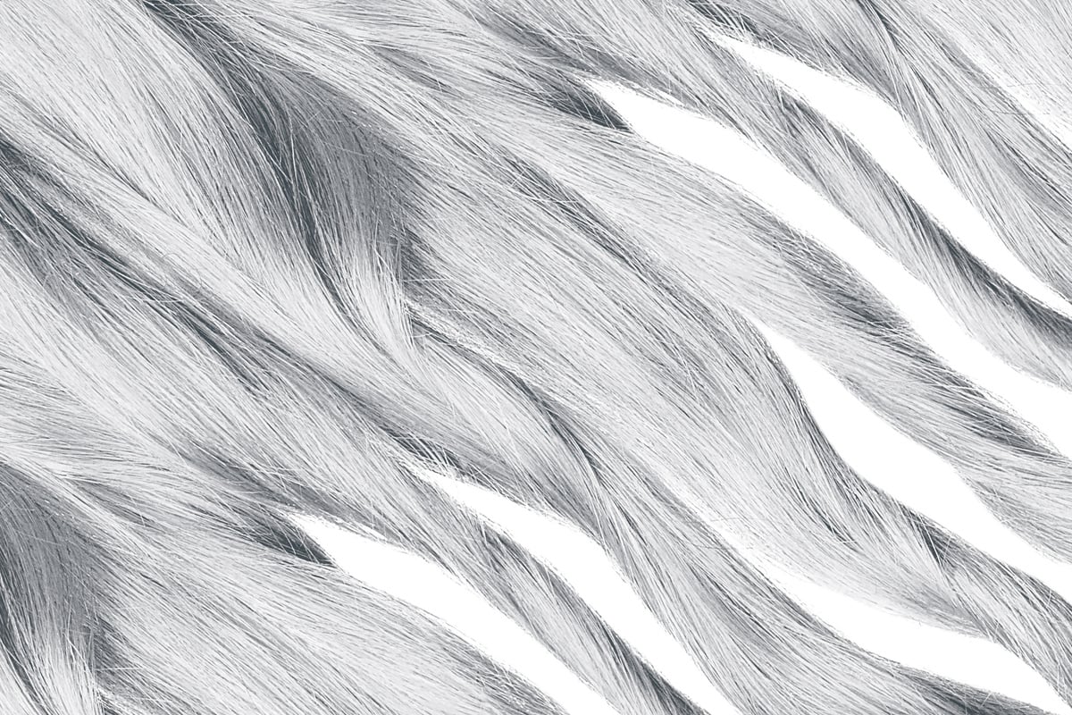 Curled gray hair as background, texture